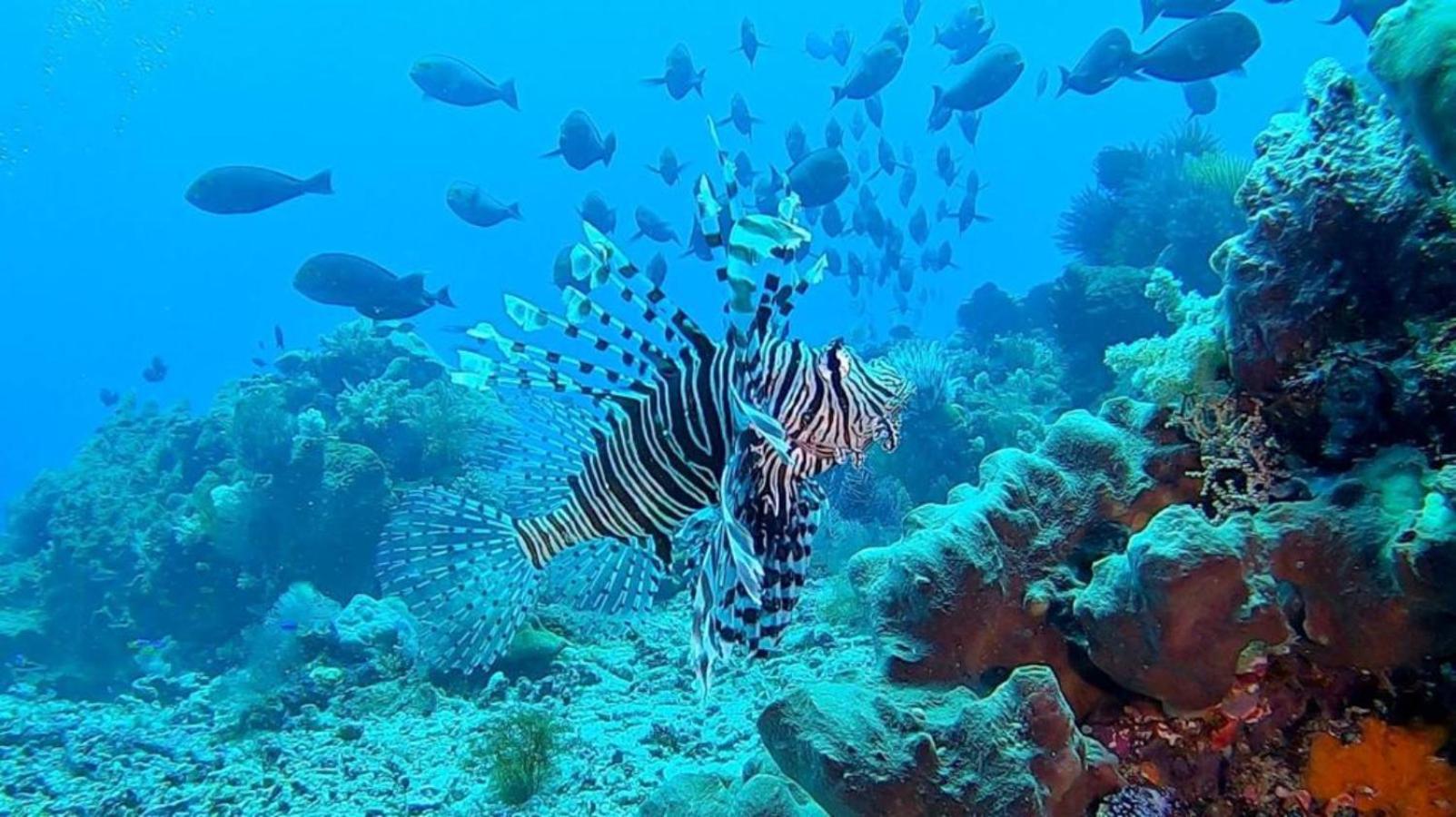 Sunia Loka Bungalows & Dive Center Pemuteran Екстериор снимка